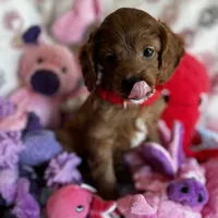 Tiny Toy sized Cavapoo girl Ruby, a female Cavapoo for sale in Carlsbad, CA – Photo 2 of 10
