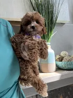 Fanny, a female Cavapoo for sale in Carlsbad, CA – 6 of 10