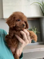 Bacon, a male Cavapoo for sale in Carlsbad, CA – 4 of 10