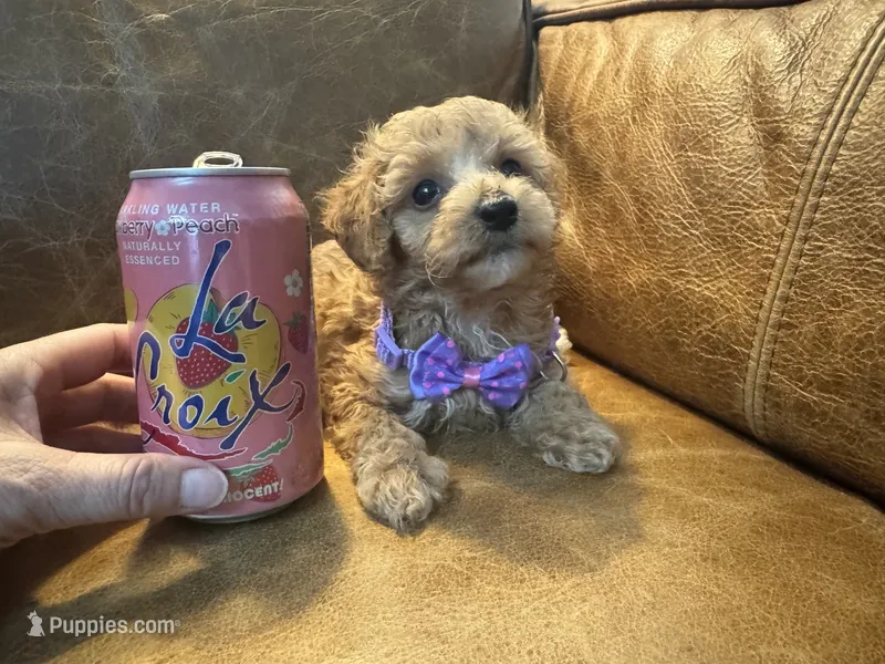 Tiny Toy Cavapoo girl Pumpkin  – Cavapoo puppy for sale in Carlsbad, CA