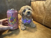 Tiny Toy Cavapoo girl Pumpkin , a female Cavapoo for sale in Carlsbad, CA – 1 of 10