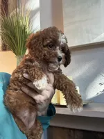 Willow, a female Cavapoo for sale in Carlsbad, CA – 4 of 10