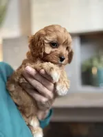 Butterscotch , a female Cavapoo for sale in Carlsbad, CA – Photo 9 of 9