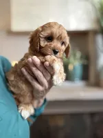 Butterscotch , a female Cavapoo for sale in Carlsbad, CA – Photo 6 of 9