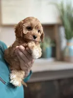 Butterscotch , a female Cavapoo for sale in Carlsbad, CA – Photo 4 of 9