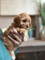 Butterscotch , a female Cavapoo for sale in Carlsbad, CA – Photo 8 of 9