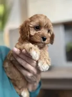 Butterscotch , a female Cavapoo for sale in Carlsbad, CA – Photo 2 of 9