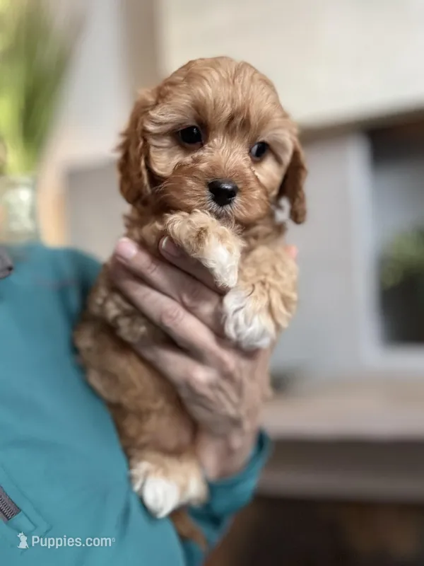 Butterscotch  – Cavapoo puppy for sale in Carlsbad, CA