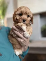 Butterscotch , a female Cavapoo for sale in Carlsbad, CA – Photo 1 of 9