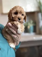 Butterscotch , a female Cavapoo for sale in Carlsbad, CA – Photo 5 of 9