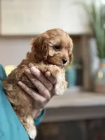Butterscotch , a female Cavapoo for sale in Carlsbad, CA – Photo 7 of 9