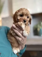 Butterscotch , a female Cavapoo for sale in Carlsbad, CA – Photo 3 of 9