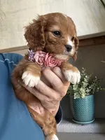Lucy, a female Cavapoo for sale in Carlsbad, CA – 4 of 10