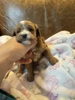 Light red Cavapoo girl with White 2, a female Cavapoo for sale in Carlsbad, CA – 10 of 10
