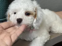 Fiona, a female Cavapoo and Poodle - Miniature  for sale in Carlsbad, CA – 1 of 10