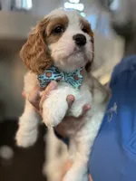 Finnick, a male Cavapoo for sale in Carlsbad, CA – 3 of 10