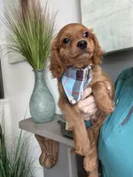 Toby, a male Cavapoo for sale in Carlsbad, CA – 8 of 10
