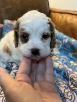 Minnie, a female Cavapoo for sale in Carlsbad, CA – 4 of 10