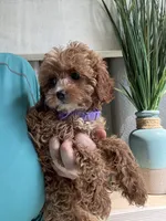 Fanny, a female Cavapoo for sale in Carlsbad, CA – 10 of 10