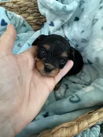 Toy Cavapoo boy 2, a male Cavapoo for sale in Carlsbad, CA – 4 of 9