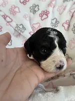 Toy Cavapoo girl 1, a female Cavapoo for sale in Carlsbad, CA – 7 of 10