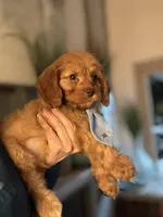 F1 Cavapoo boy 1, a male Cavapoo for sale in Carlsbad, CA – Photo 6 of 10