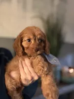 F1 Cavapoo boy 1, a male Cavapoo for sale in Carlsbad, CA – Photo 7 of 10