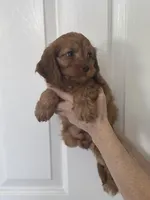 F1 Cavapoo boy 1, a male Cavapoo for sale in Carlsbad, CA – Photo 5 of 10