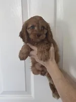 F1 Cavapoo boy 1, a male Cavapoo for sale in Carlsbad, CA – Photo 4 of 10