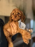 F1 Cavapoo boy 1, a male Cavapoo for sale in Carlsbad, CA – Photo 9 of 10
