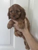 F1 Cavapoo boy 1, a male Cavapoo for sale in Carlsbad, CA – Photo 3 of 10