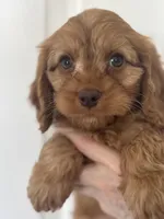 F1 Cavapoo boy 1, a male Cavapoo for sale in Carlsbad, CA – Photo 2 of 10