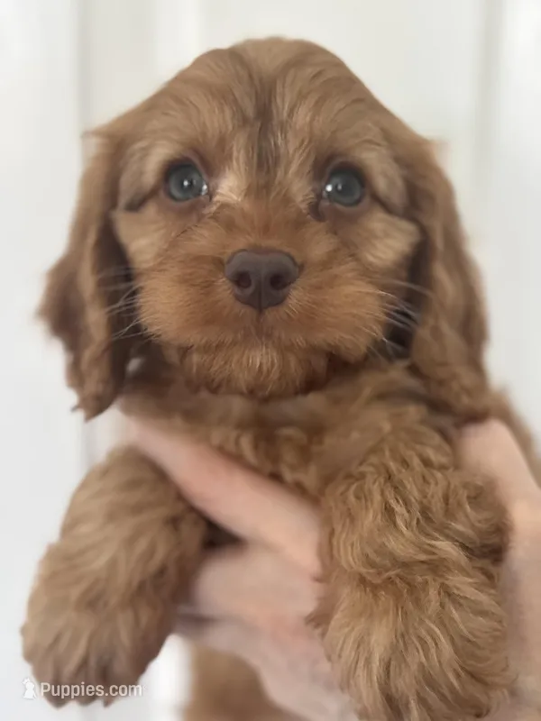 F1 Cavapoo boy 1 – Cavapoo puppy for sale in Carlsbad, CA