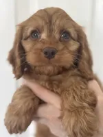 F1 Cavapoo boy 1, a male Cavapoo for sale in Carlsbad, CA – Photo 1 of 10