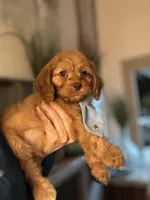 F1 Cavapoo boy 1, a male Cavapoo for sale in Carlsbad, CA – Photo 8 of 10