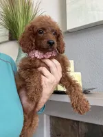 Ruby, a female Cavapoo for sale in Carlsbad, CA – 2 of 10