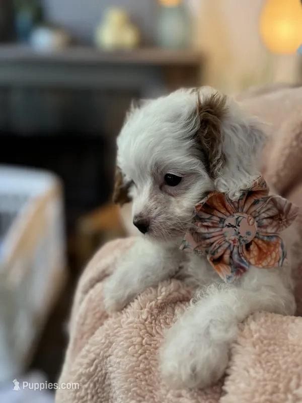 Sweet Pea  – Cavapoo puppy for sale in Carlsbad, CA