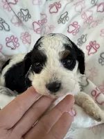 Toy Cavapoo girl 2, a female Cavapoo for sale in Carlsbad, CA – 8 of 10