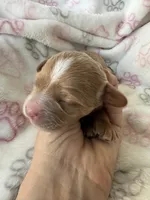 Light red Cavapoo girl with White 2, a female Cavapoo for sale in Carlsbad, CA – 1 of 10