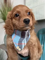Toby, a male Cavapoo for sale in Carlsbad, CA – 3 of 10