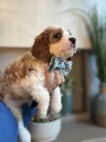 Finnick, a male Cavapoo for sale in Carlsbad, CA – 10 of 10