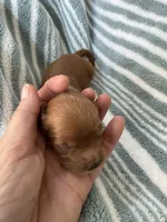 Red Cavapoo boy 1, a male Cavapoo for sale in Carlsbad, CA – 5 of 10