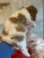 Valentine , a male Cavapoo for sale in Carlsbad, CA – Photo 4 of 10