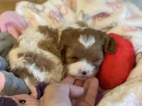 Valentine , a male Cavapoo for sale in Carlsbad, CA – Photo 8 of 10