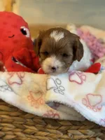 Valentine , a male Cavapoo for sale in Carlsbad, CA – Photo 2 of 10
