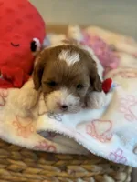 Valentine , a male Cavapoo for sale in Carlsbad, CA – Photo 5 of 10