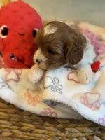Valentine , a male Cavapoo for sale in Carlsbad, CA – Photo 3 of 10