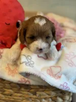 Valentine , a male Cavapoo for sale in Carlsbad, CA – Photo 7 of 10