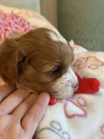 Valentine , a male Cavapoo for sale in Carlsbad, CA – Photo 9 of 10