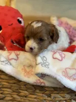 Valentine , a male Cavapoo for sale in Carlsbad, CA – Photo 6 of 10